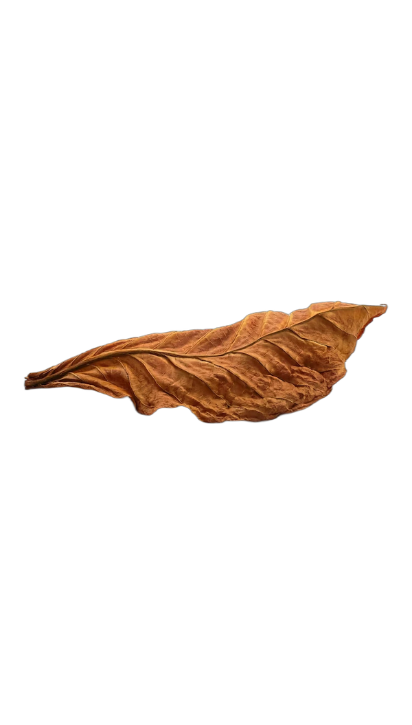 Assam Tobacco Leaf