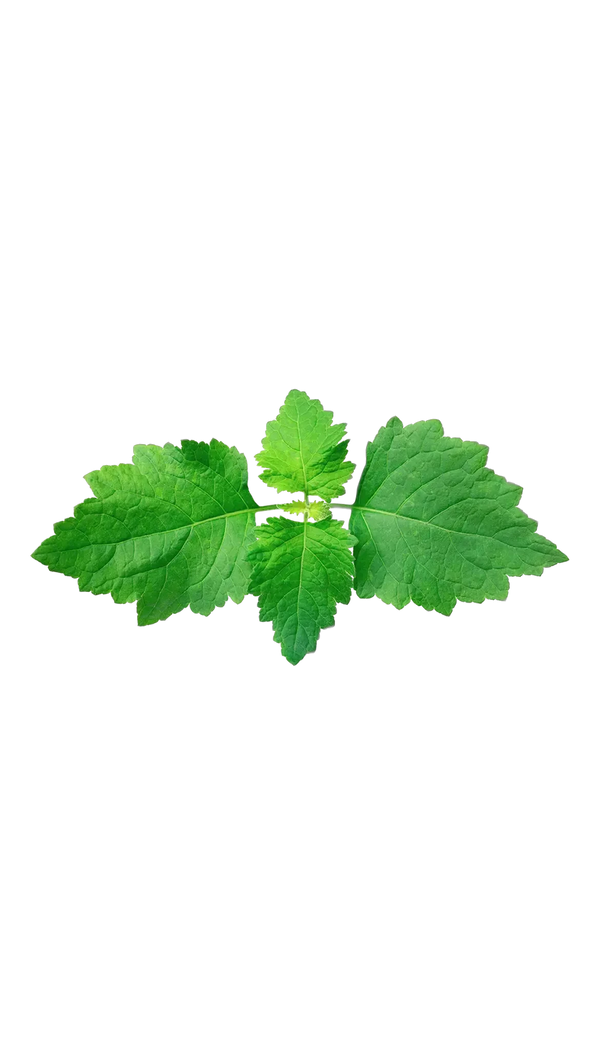 Indonesian Patchouli