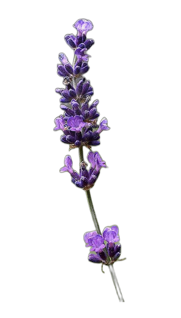 Kashmiri Lavender